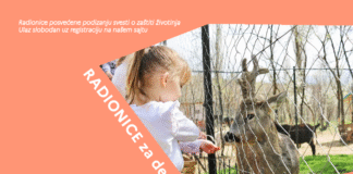 radionice-za-decu-uzrasta-od-8-do-12-godina